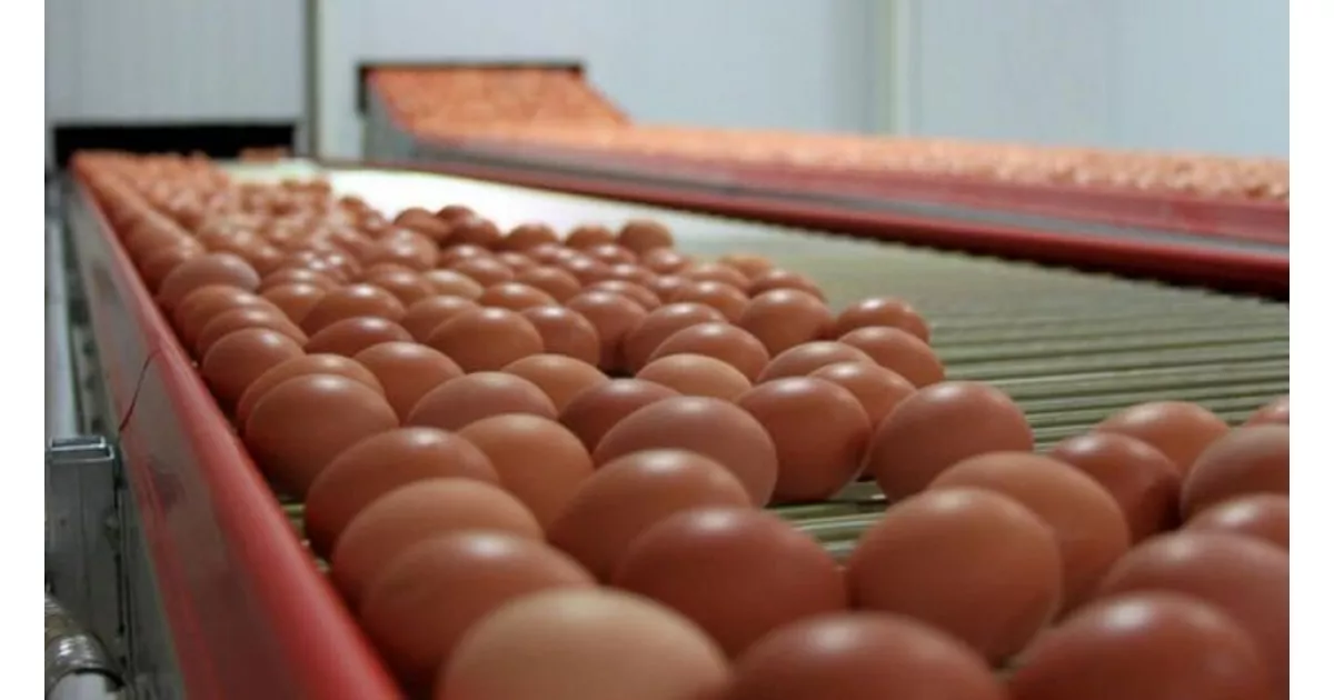 Yumurta ihracatında kilogram başına 1,5 dolarlık fon kesintisi kaldırıldı.