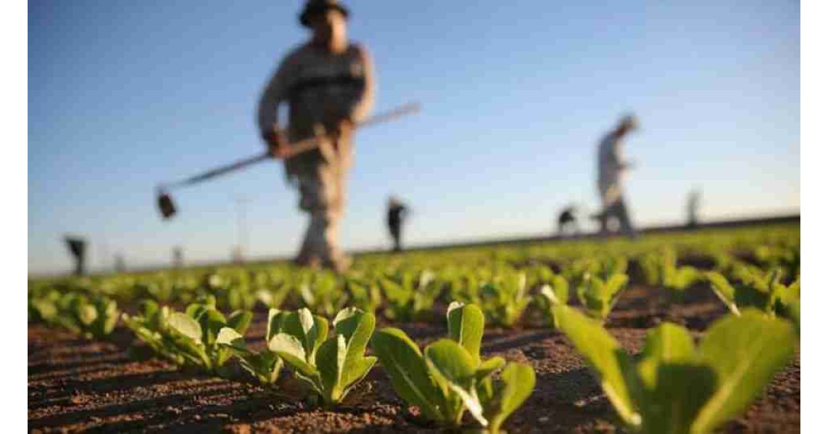 Tezgahtaki rakamla tarladaki rakam arasında makas büyüyor!