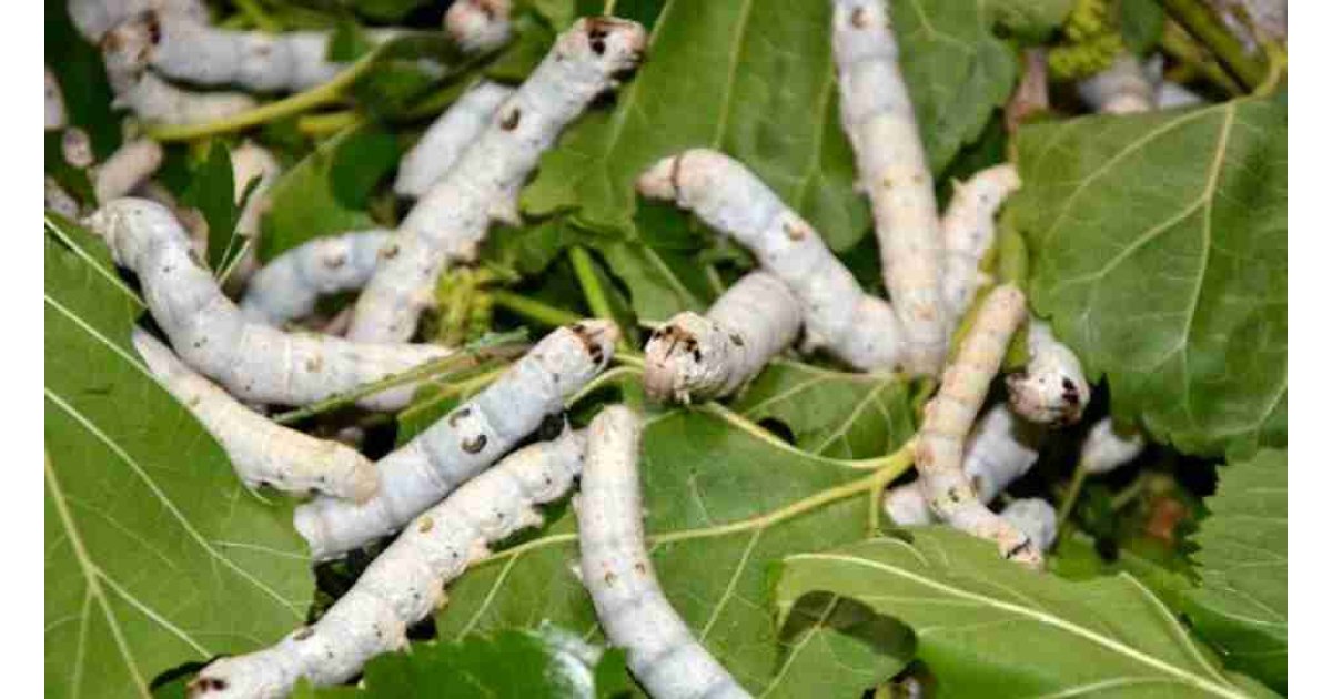 İmam olarak görev yaparken merak saldığı işle 7 bin lira kazanç elde etti!