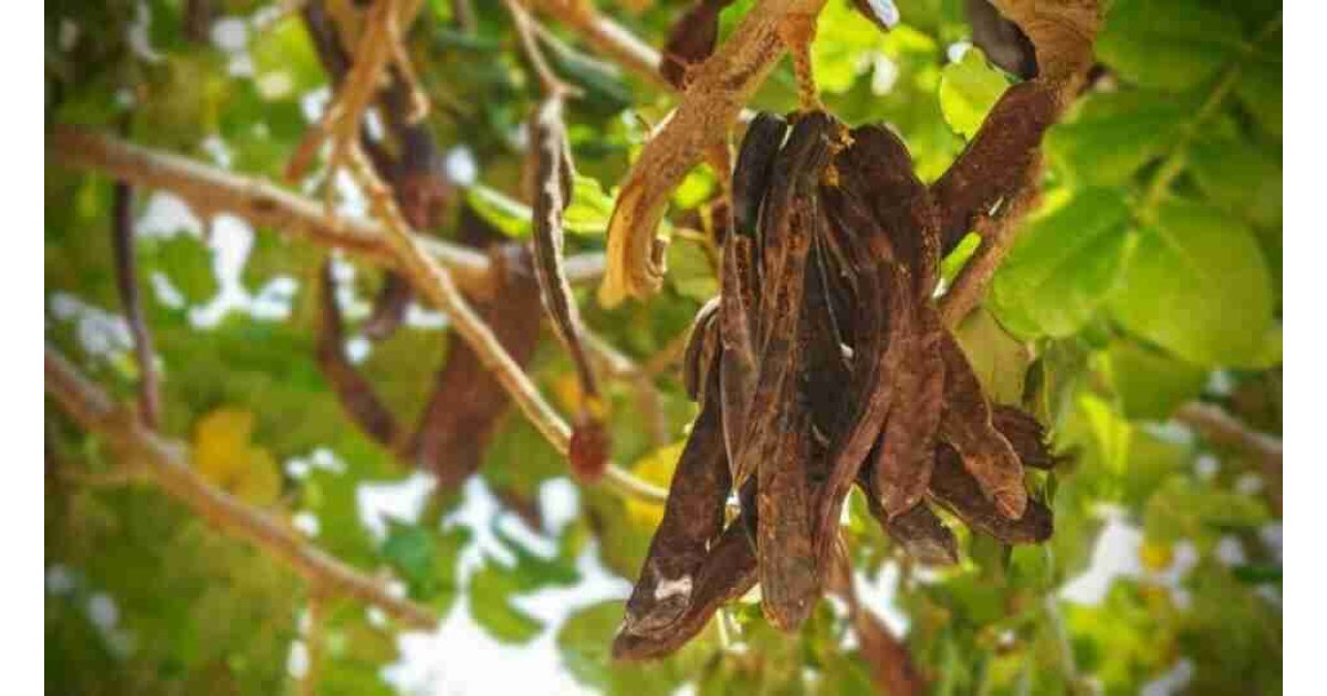 Keçiboynuzunun faydaları nelerdir? Keçiboynuzu nasıl yenir?