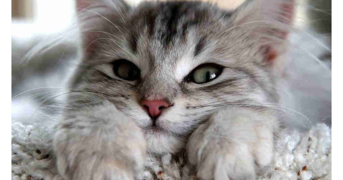 En güzel en popüler dişi kedi isimleri...