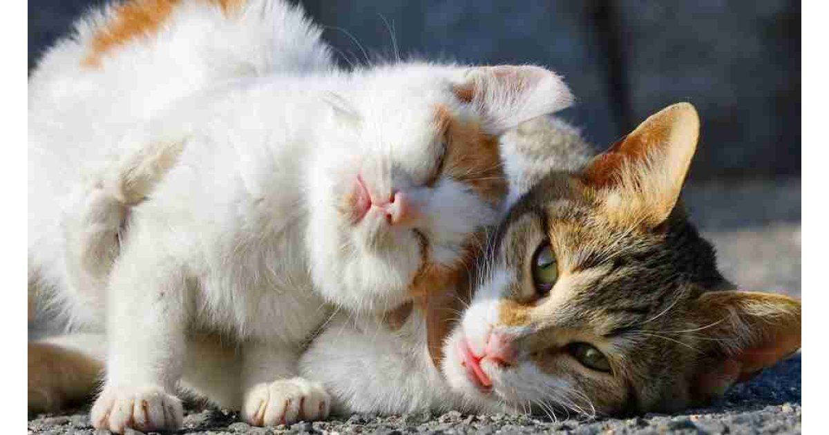 En güzel en popüler erkek kedi isimleri...