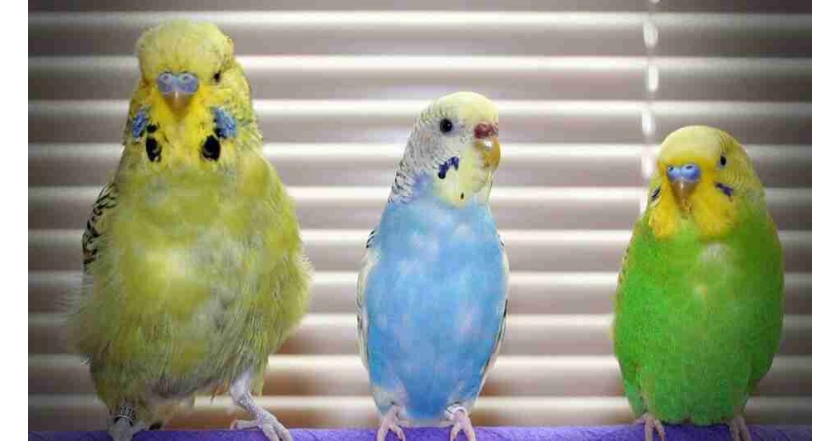 Kuş bakımı, kuş sağlığı ve hastalıkları hakkında önemli bilgiler