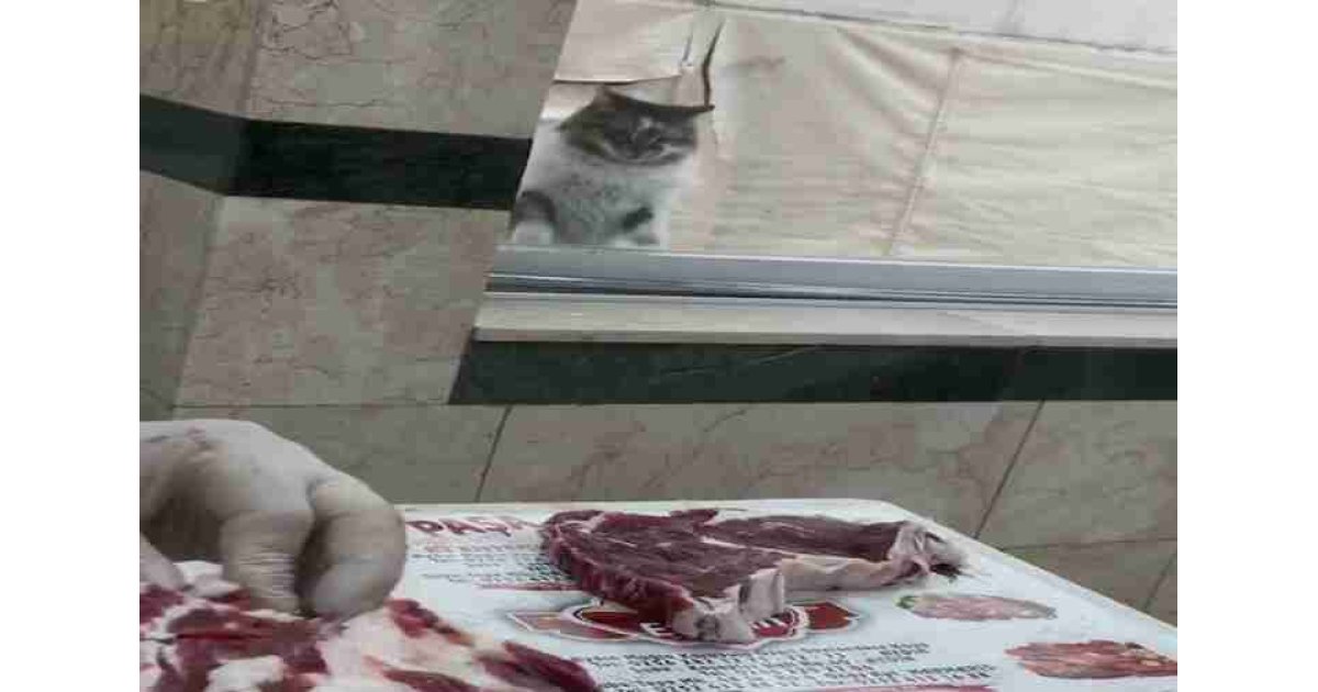 Günde 5 defa mahalle kasabının camına patisiyle vurup et istiyor