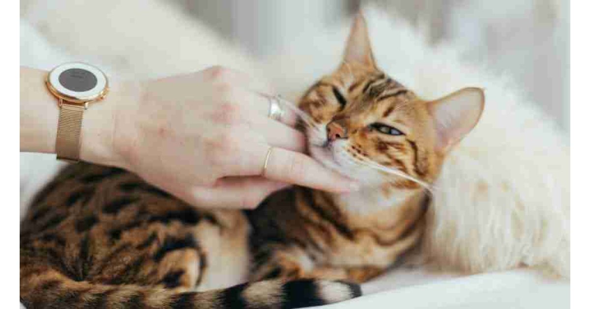 Kedi bakımında dikkat edilmesi gerekenler ve doğru bilinen yanlışlar...