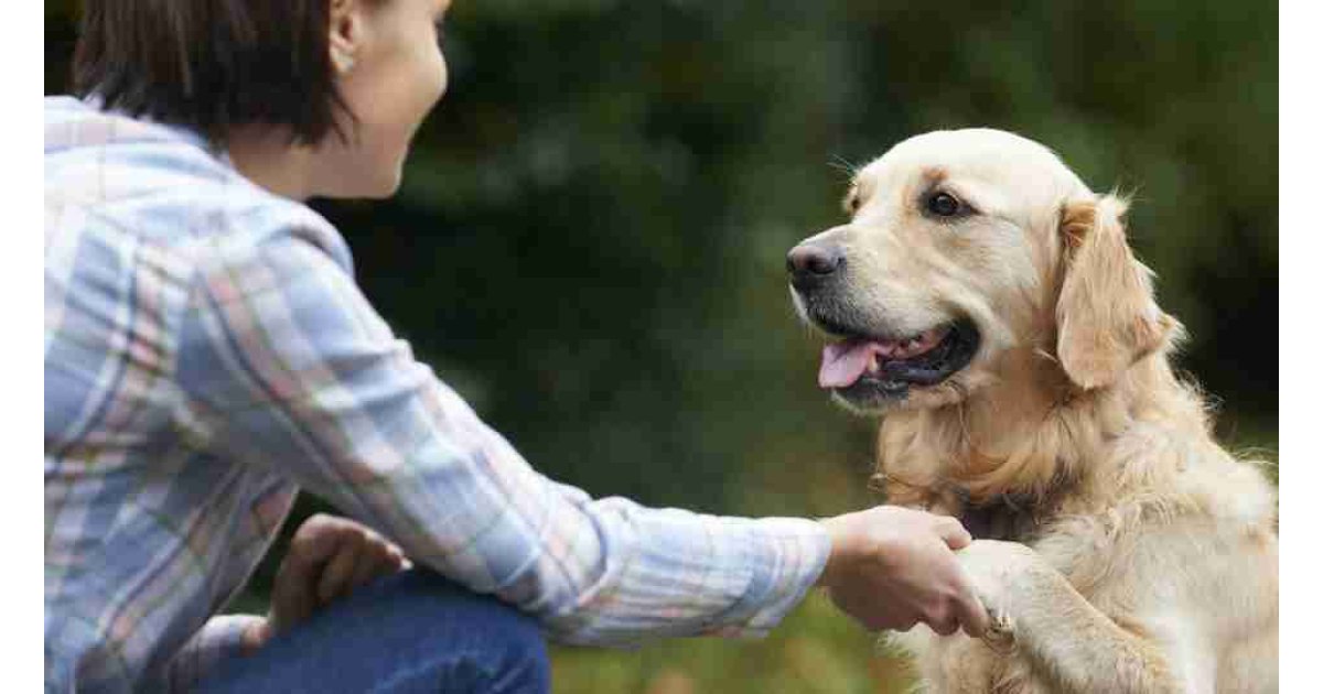 Köpek bakımında dikkat etmeniz gereken çok önemli detaylar...