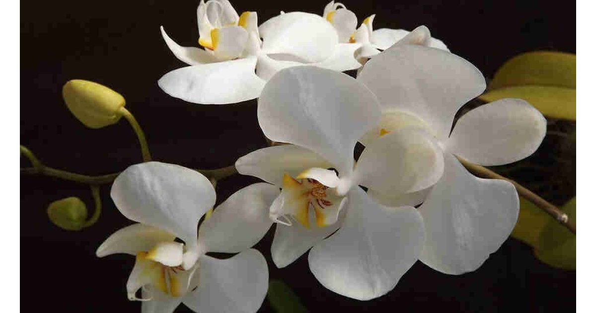 Orkide bakımı nasıl yapılır? Orkide bakımında nelere dikkat edilmeli? Orkidenin anlamı nedir?