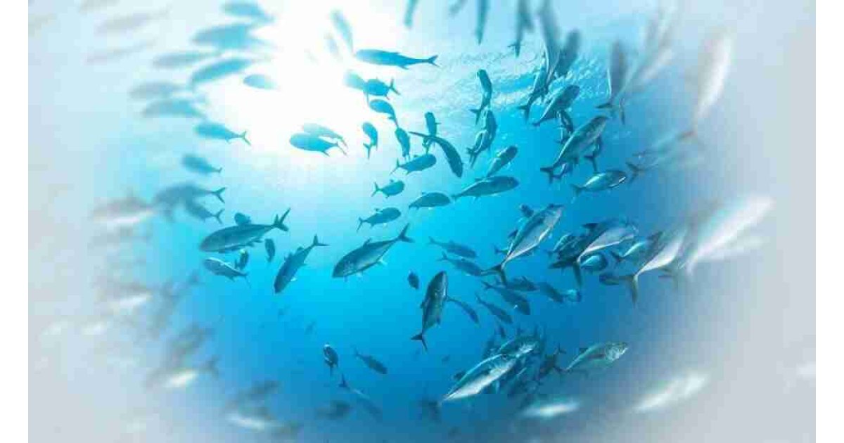 Rüyada balık görmek ne anlama gelir?