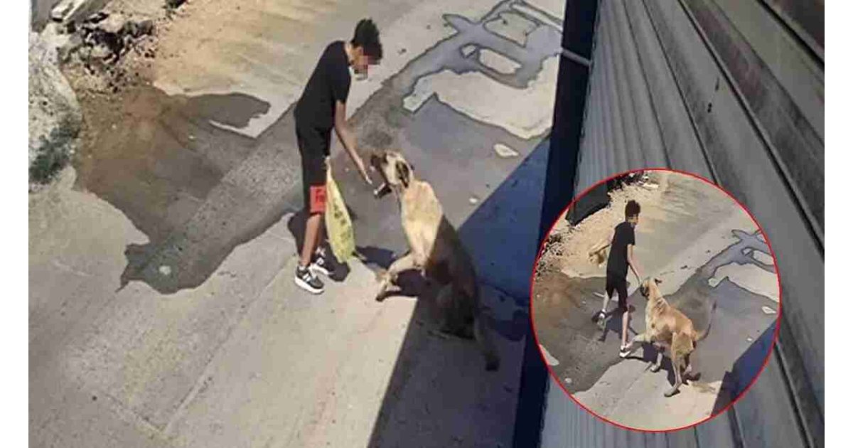 Antalya’da sokak köpeklerini beslemek isterken saldırıya uğrayan çocuk dehşet anlarını anlattı! 