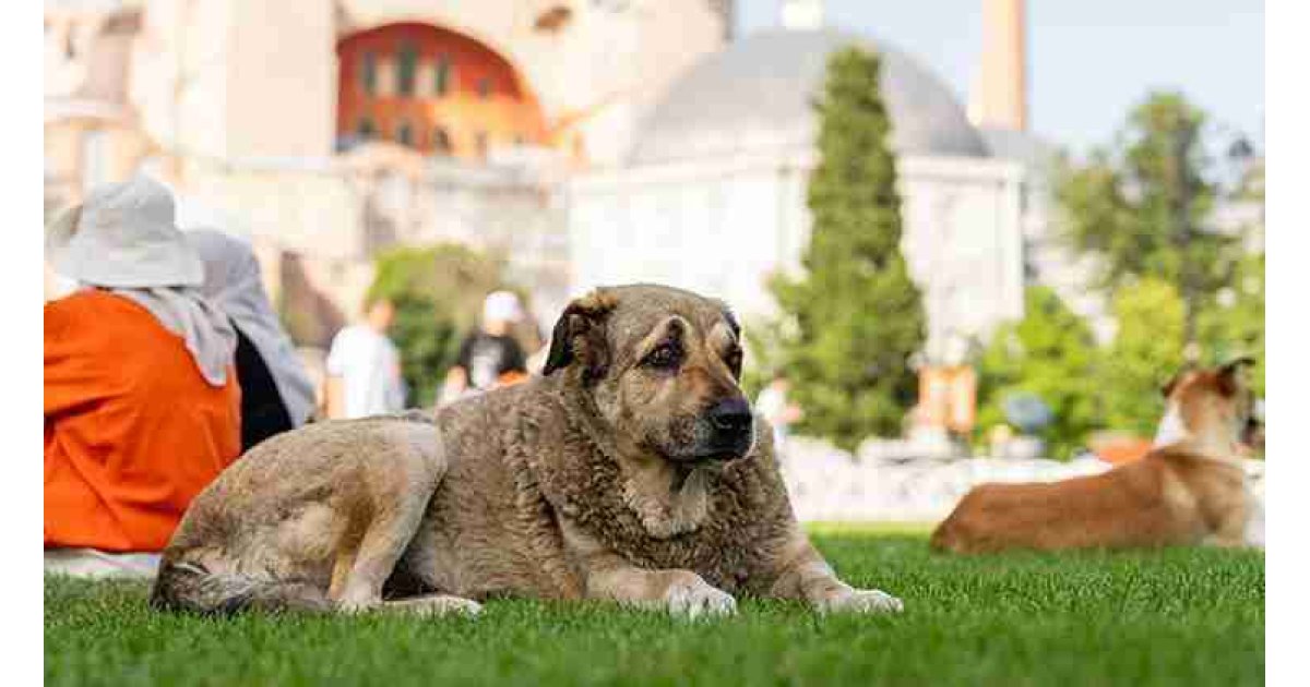 Sahipsiz sokak köpeği düzenlemesi: Ötanazi yasadan çıkıyor 