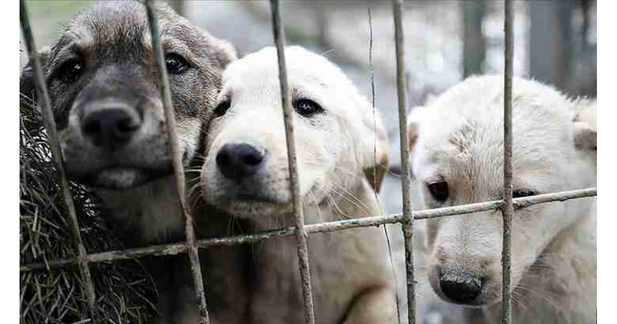 Sahipsiz hayvanlara yönelik kanun teklifi komisyonda kabul edildi 
