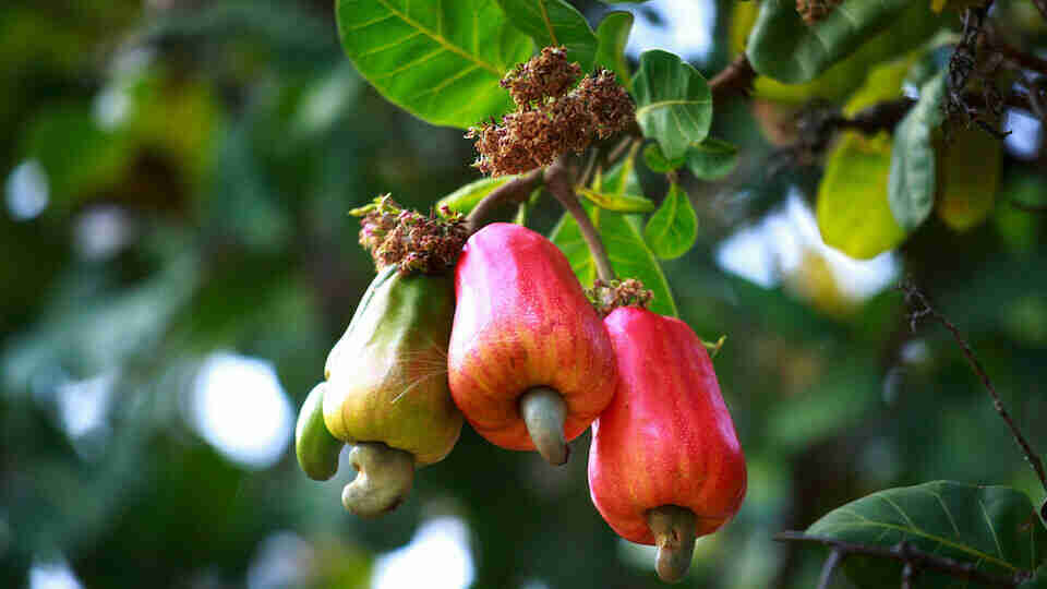 Nasıl yetiştiğini öğrenince şaşkınlıktan küçük dilinizi yutacağınız bitkiler