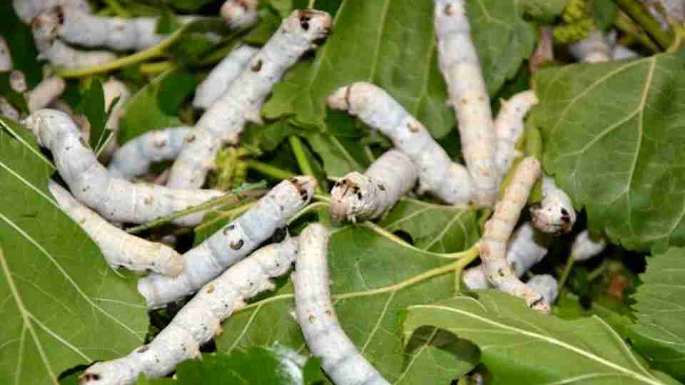 İmam olarak görev yaparken merak saldığı işle 7 bin lira kazanç elde etti!