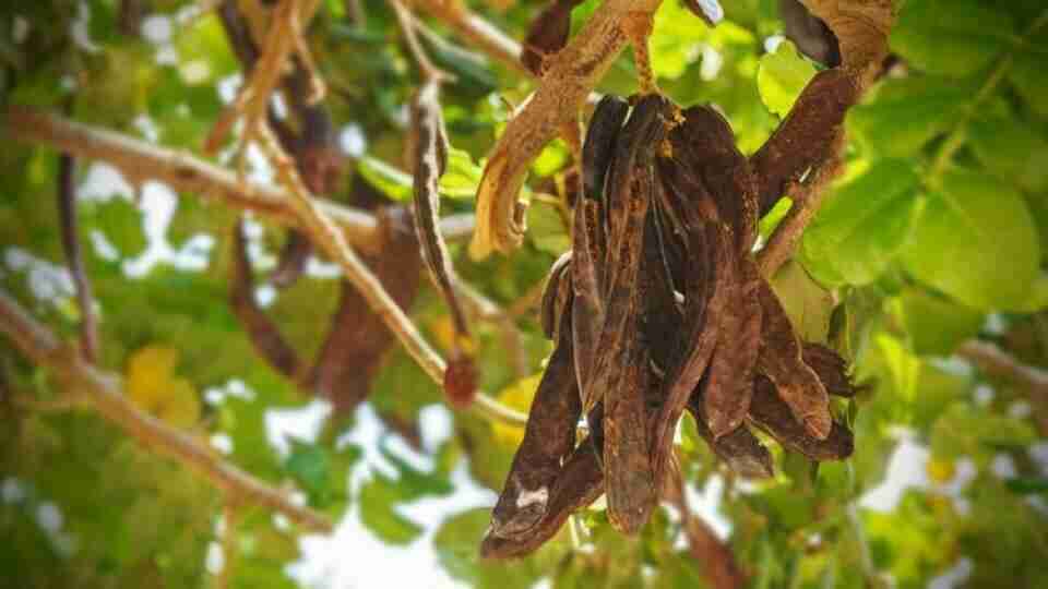 Keçiboynuzunun faydaları nelerdir? Keçiboynuzu nasıl yenir?
