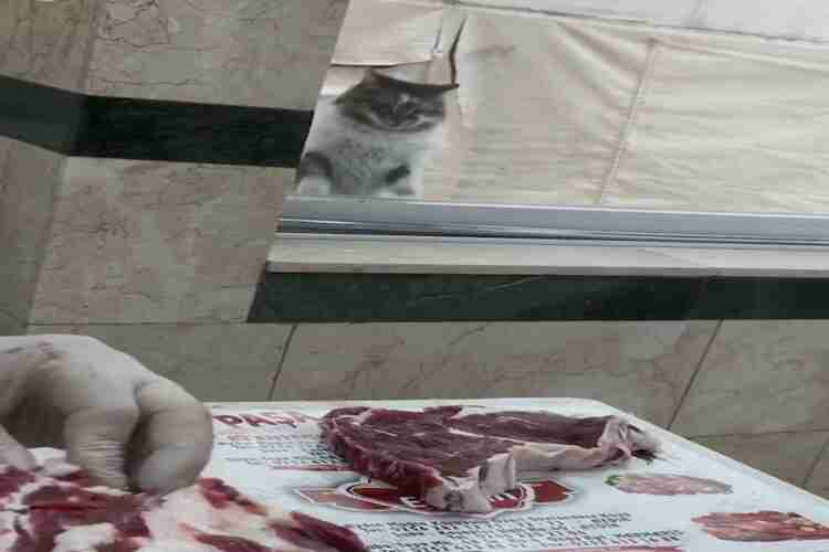 Günde 5 defa mahalle kasabının camına patisiyle vurup et istiyor