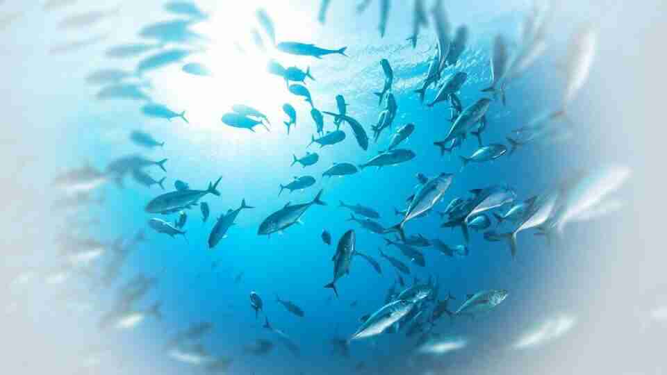 Rüyada balık görmek ne anlama gelir?