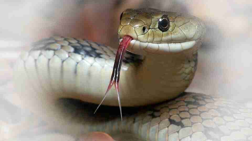 Rüyada yılan görmek ne anlama gelir?