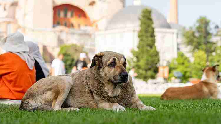 Sahipsiz sokak köpeği düzenlemesi: Ötanazi yasadan çıkıyor 