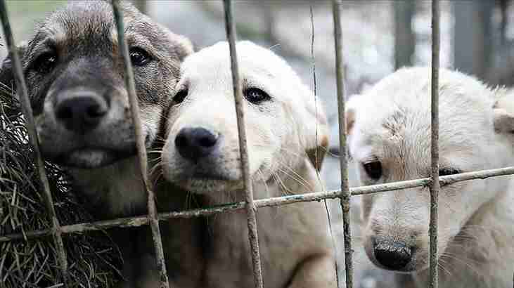 Sahipsiz hayvanlara yönelik kanun teklifi komisyonda kabul edildi 