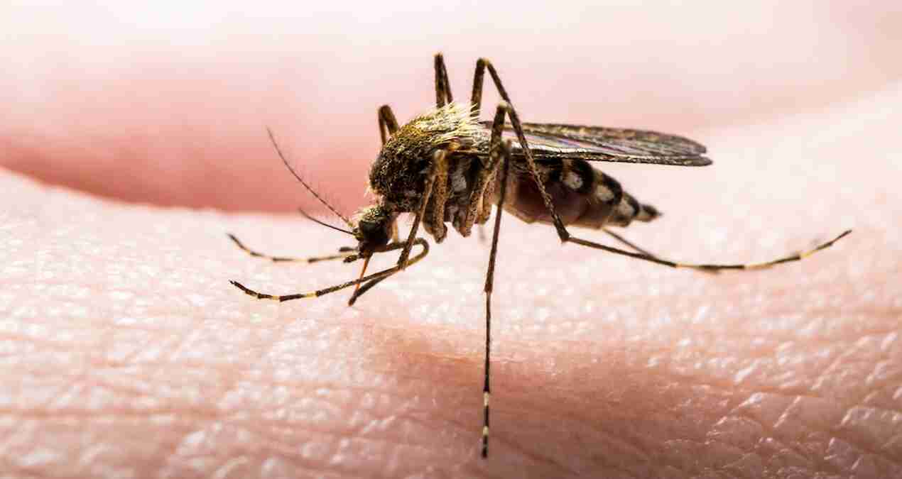 Sivrisinek ısırdı, hayatını kaybetti