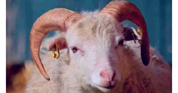 Kurban Bayramı ne zaman, hangi gün? İşte 2021 Kurban Bayramı tatili tarihi!