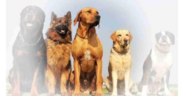 Rüyada köpek görmek ne anlama gelir? Rüyada köpek görmek neye işarettir? Rüyada köpek görmek ne anlama gelir? Rüyada köpek görmek neye işarettir?