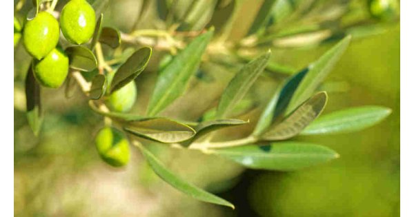 Zeytin yaprağı çayı nasıl yapılır, neye iyi geliyor ve faydaları nelerdir? Zeytin yaprağı çayı nasıl yapılır, neye iyi geliyor ve faydaları nelerdir?