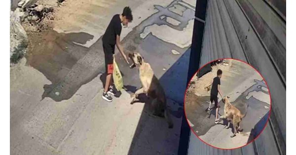 Antalya’da sokak köpeklerini beslemek isterken saldırıya uğrayan çocuk dehşet anlarını anlattı! Antalya’da sokak köpeklerini beslemek isterken saldırıya uğrayan çocuk dehşet anlarını anlattı!