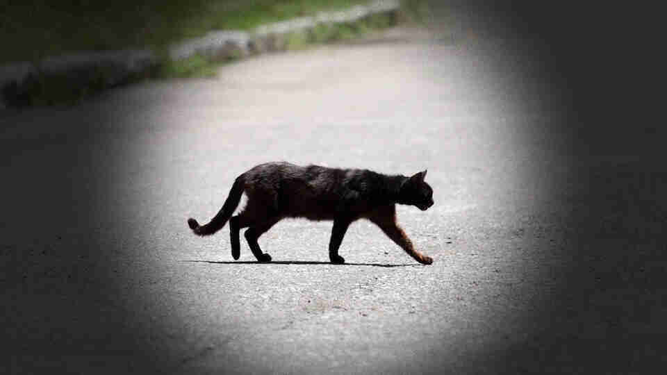 batıl inanç yürürken önünden kara kedi geçmesi