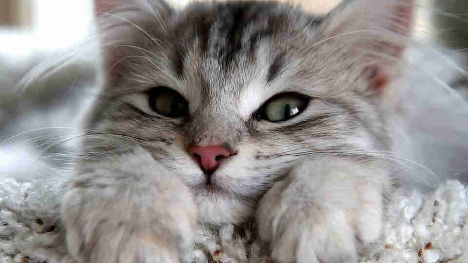 En güzel en popüler dişi kedi isimleri...