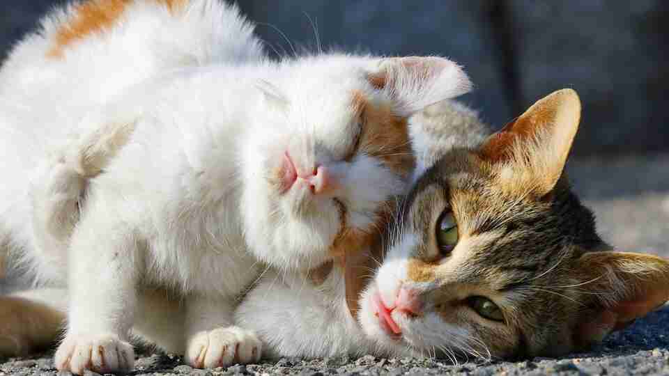 En güzel en popüler erkek kedi isimleri... En güzel en popüler erkek kedi isimleri...