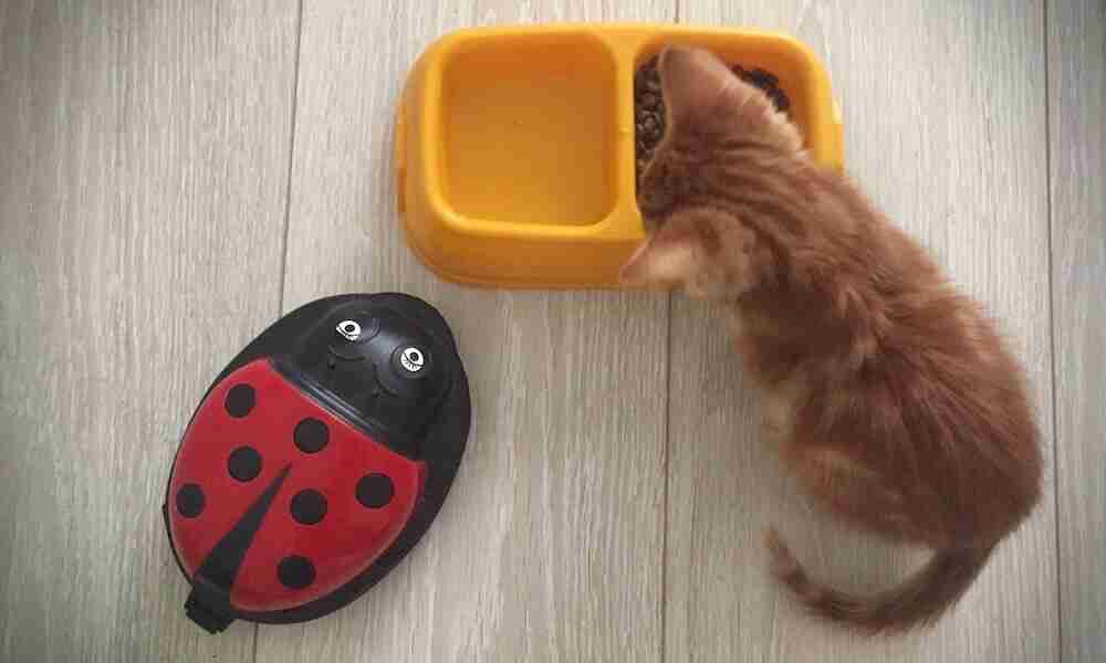 Kedi bakımı