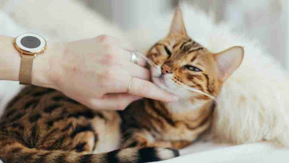Kedi bakımında dikkat edilmesi gerekenler ve doğru bilinen yanlışlar...