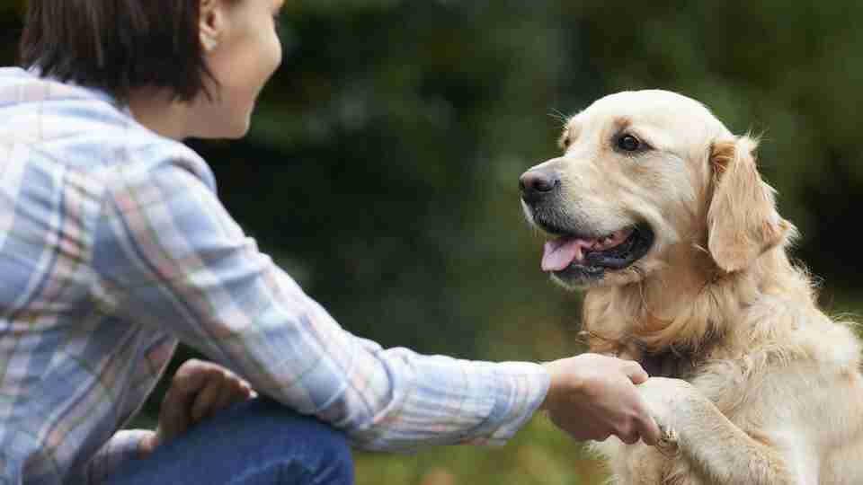 Köpek bakımında dikkat etmeniz gereken çok önemli detaylar...