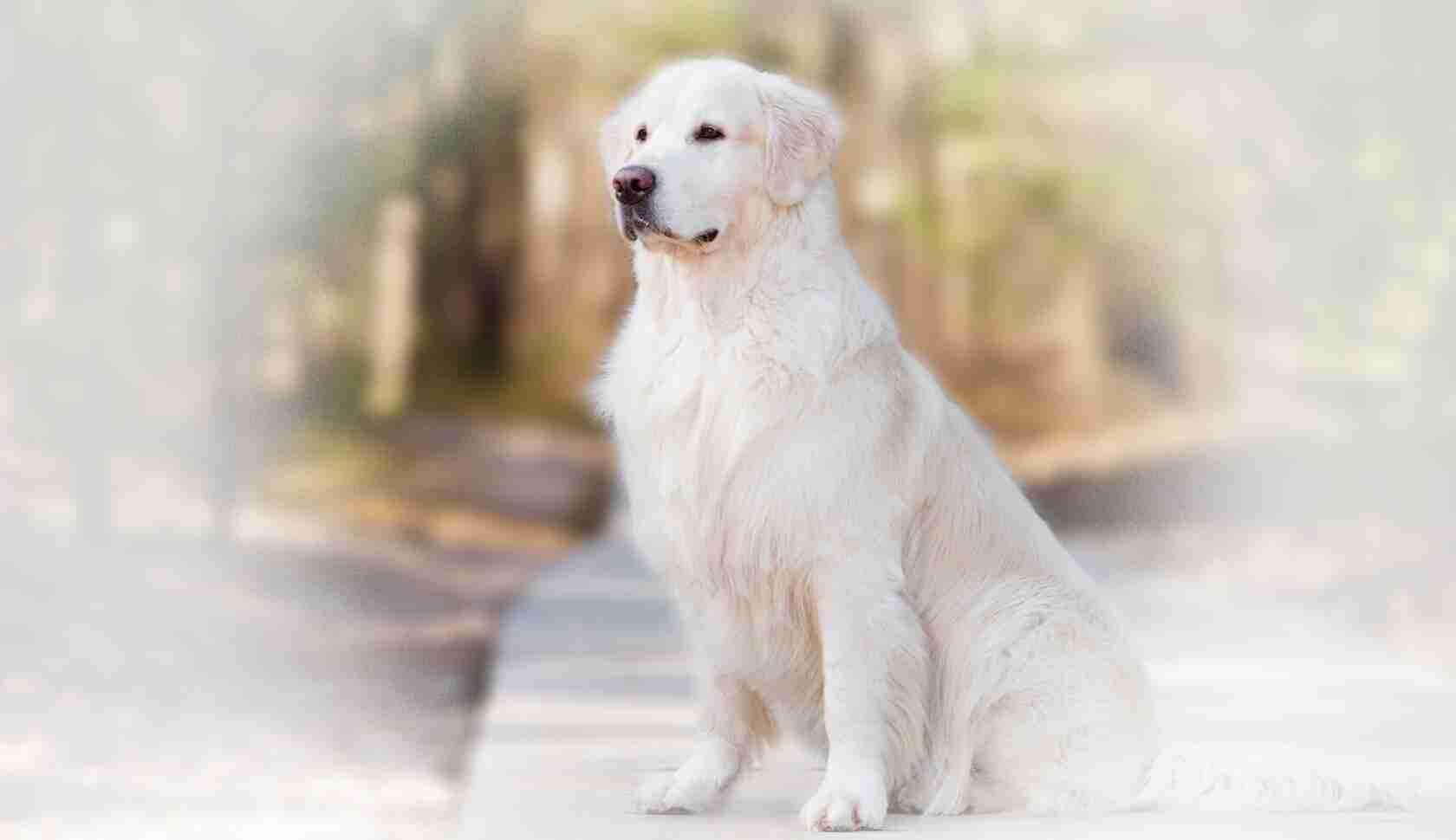 Rüyada beyaz köpek görmek