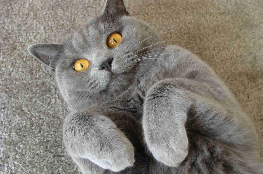 rüyada kedi görmek