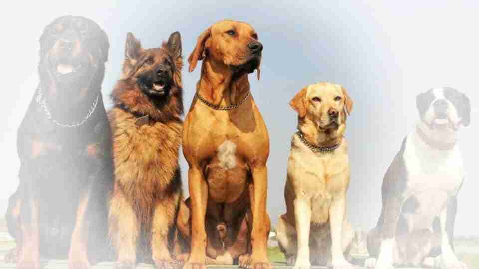 Rüyada köpek görmek ne anlama gelir? Rüyada köpek görmek neye işarettir? Rüyada köpek görmek ne anlama gelir? Rüyada köpek görmek neye işarettir?