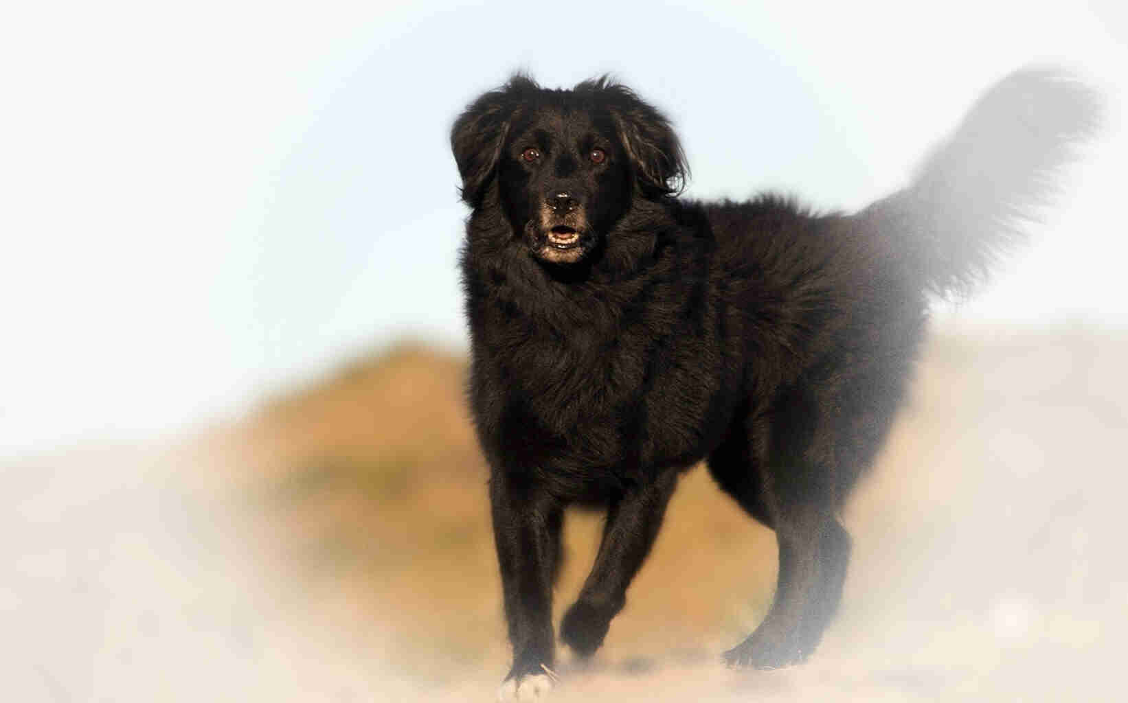 Rüyada siyah köpek görmek