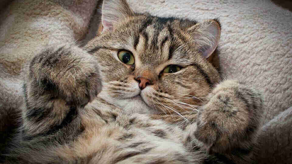 Rüyada kedi görmek ne anlama gelir? Rüyada kedi görmek neye işarettir?