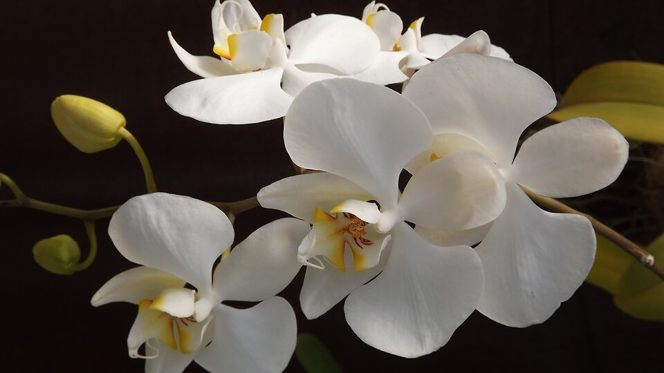 Orkide bakımı nasıl yapılır? Orkide bakımında nelere dikkat edilmeli? Orkidenin anlamı nedir?