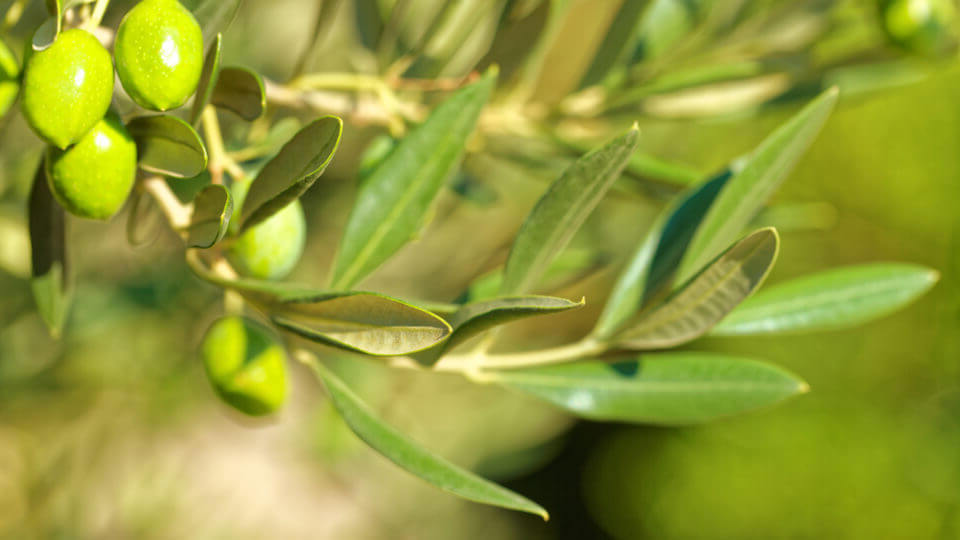 Zeytin yaprağı çayı nasıl yapılır, neye iyi geliyor ve faydaları nelerdir?